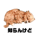 使えるivyとお友達（個別スタンプ：11）