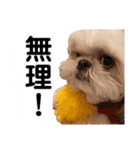 使えるivyとお友達（個別スタンプ：12）