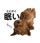 使えるivyとお友達（個別スタンプ：14）