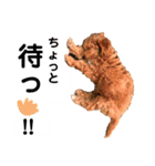 使えるivyとお友達（個別スタンプ：18）