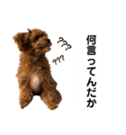 使えるivyとお友達（個別スタンプ：20）