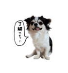 チワワのお殿さま その弐（個別スタンプ：1）