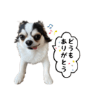 チワワのお殿さま その弐（個別スタンプ：2）