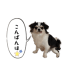チワワのお殿さま その弐（個別スタンプ：8）