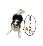 チワワのお殿さま その弐（個別スタンプ：10）