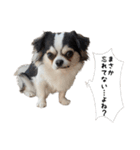 チワワのお殿さま その弐（個別スタンプ：11）