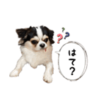 チワワのお殿さま その弐（個別スタンプ：13）