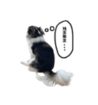 チワワのお殿さま その弐（個別スタンプ：18）