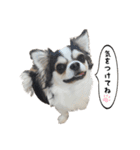チワワのお殿さま その弐（個別スタンプ：22）