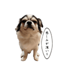 チワワのお殿さま その弐（個別スタンプ：24）