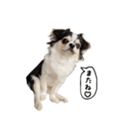 チワワのお殿さま その弐（個別スタンプ：26）
