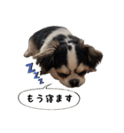 チワワのお殿さま その弐（個別スタンプ：29）