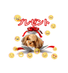 そら豆くん winter（個別スタンプ：10）