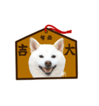 新年用白柴犬スタンプ（実写）（個別スタンプ：9）