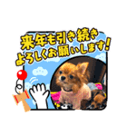 チワワのチップとチワックスデール①（個別スタンプ：8）