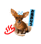 チワワのチップとチワックスデール①（個別スタンプ：11）