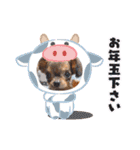 チワワのチップとチワックスデール①（個別スタンプ：12）