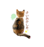 子猫のふうたと兄弟3＆新年Ver.（個別スタンプ：1）