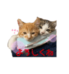 子猫のふうたと兄弟3＆新年Ver.（個別スタンプ：2）