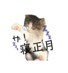 子猫のふうたと兄弟3＆新年Ver.（個別スタンプ：4）