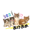 子猫のふうたと兄弟3＆新年Ver.（個別スタンプ：5）