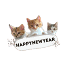 子猫のふうたと兄弟3＆新年Ver.（個別スタンプ：7）