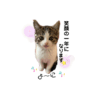 子猫のふうたと兄弟3＆新年Ver.（個別スタンプ：8）