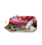 子猫のふうたと兄弟3＆新年Ver.（個別スタンプ：10）
