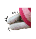 子猫のふうたと兄弟3＆新年Ver.（個別スタンプ：12）