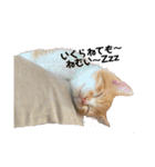 子猫のふうたと兄弟3＆新年Ver.（個別スタンプ：14）