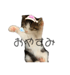 子猫のふうたと兄弟3＆新年Ver.（個別スタンプ：15）