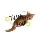 子猫のふうたと兄弟3＆新年Ver.（個別スタンプ：16）