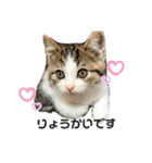 子猫のふうたと兄弟3＆新年Ver.（個別スタンプ：17）