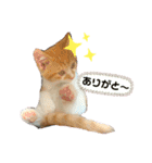子猫のふうたと兄弟3＆新年Ver.（個別スタンプ：18）