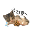 子猫のふうたと兄弟3＆新年Ver.（個別スタンプ：19）