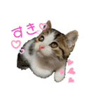 子猫のふうたと兄弟3＆新年Ver.（個別スタンプ：20）
