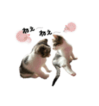子猫のふうたと兄弟3＆新年Ver.（個別スタンプ：21）