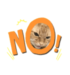 子猫のふうたと兄弟3＆新年Ver.（個別スタンプ：22）