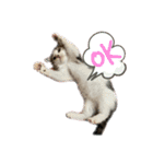 子猫のふうたと兄弟3＆新年Ver.（個別スタンプ：23）
