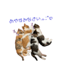 子猫のふうたと兄弟3＆新年Ver.（個別スタンプ：24）