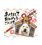 GoldenDoodleお年賀用スタンプ（個別スタンプ：8）