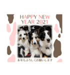 シェルティ HappyNEWyear2021（個別スタンプ：8）