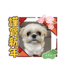 モコモコたんお正月（個別スタンプ：10）