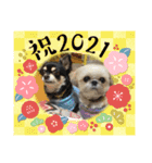 モコモコたんお正月（個別スタンプ：14）