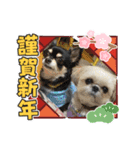 モコモコたんお正月（個別スタンプ：16）