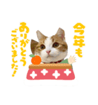 猫たちのお正月（個別スタンプ：2）