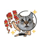 猫たちのお正月（個別スタンプ：3）