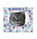 猫たちのお正月（個別スタンプ：6）