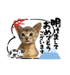 猫たちのお正月（個別スタンプ：9）