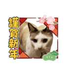 猫たちのお正月（個別スタンプ：16）